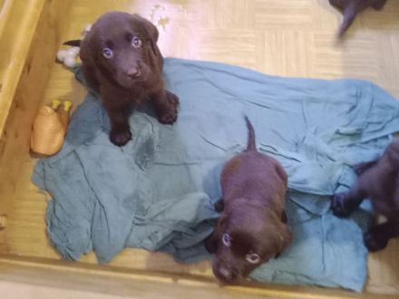 Labrador Welpen Farbe Schoko sofort Abgabebereit