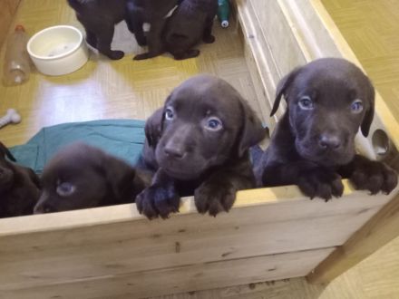 Labrador Welpen Farbe Schoko sofort Abgabebereit