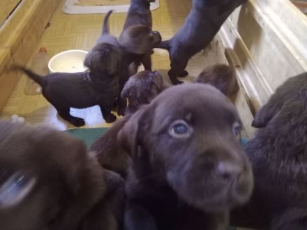 Labrador Welpen Farbe Schoko sofort Abgabebereit