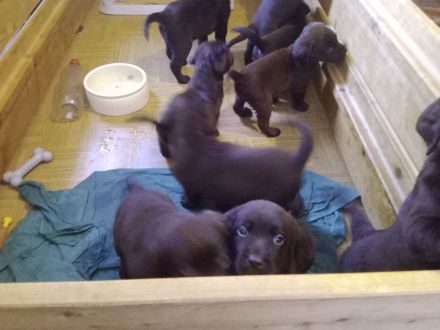 Labrador Welpen Farbe Schoko sofort Abgabebereit