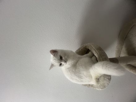 Katze Pritsche kurzhaarige