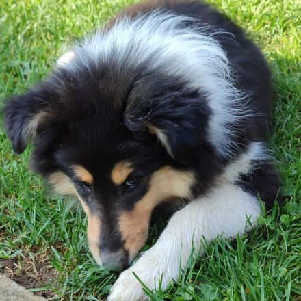 Wunderschöne Collie Welpen Haus VDH Zucht
