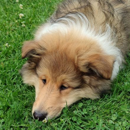 Wunderschöne Collie Welpen Haus VDH Zucht