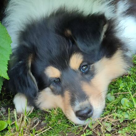 Wunderschöne Collie Welpen Haus VDH Zucht