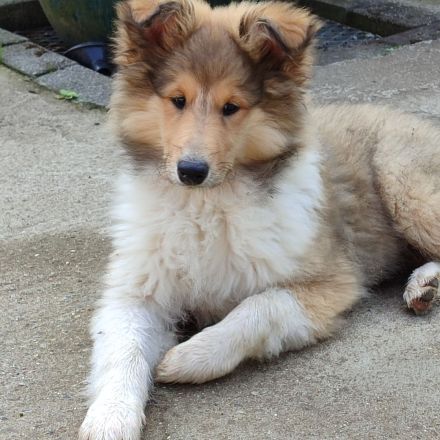 Wunderschöne Collie Welpen Haus VDH Zucht
