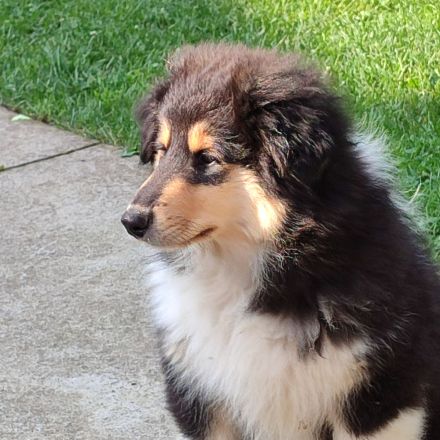Wunderschöne Collie Welpen Haus VDH Zucht