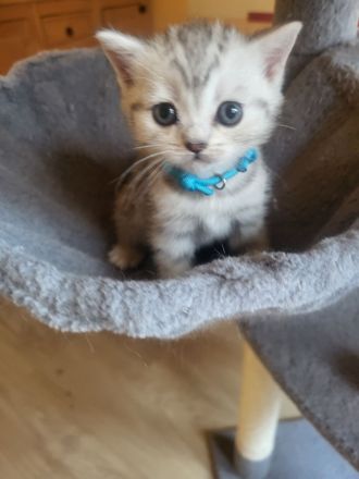 zuckersüße reinrassige BKH Kitten