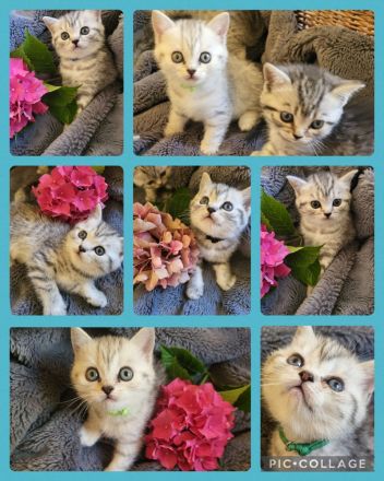 zuckersüße reinrassige BKH Kitten