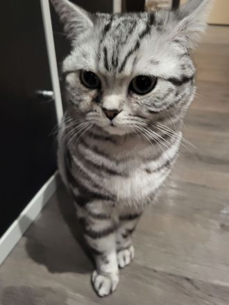 zuckersüße reinrassige BKH Kitten