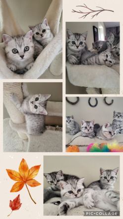 zuckersüße reinrassige BKH Kitten