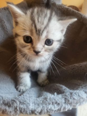 zuckersüße reinrassige BKH Kitten