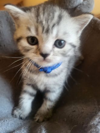 zuckersüße reinrassige BKH Kitten