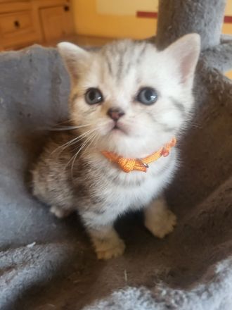 zuckersüße reinrassige BKH Kitten