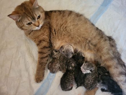 zuckersüße reinrassige BKH Kitten