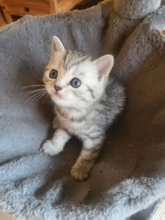 zuckersüße reinrassige BKH Kitten