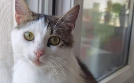 Ehemaliger Sorgenkater Nikita ist fit für den Umzug