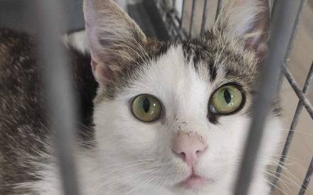 Ehemaliger Sorgenkater Nikita ist fit für den Umzug