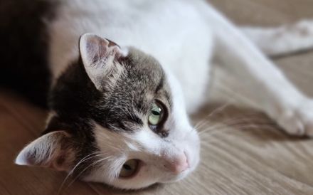 Ehemaliger Sorgenkater Nikita ist fit für den Umzug