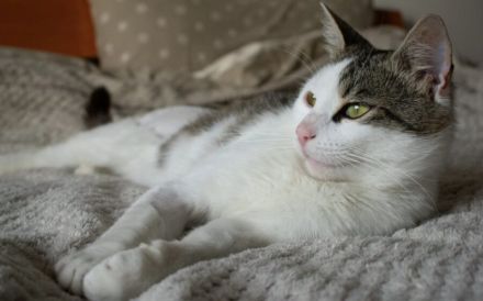 Ehemaliger Sorgenkater Nikita ist fit für den Umzug