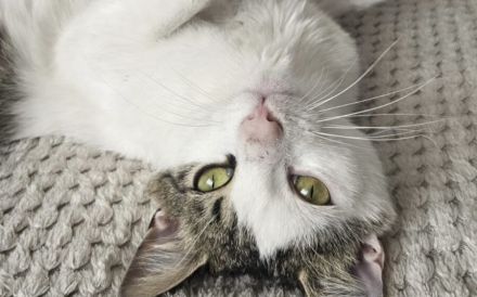 Ehemaliger Sorgenkater Nikita ist fit für den Umzug