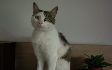 Ehemaliger Sorgenkater Nikita ist fit für den Umzug