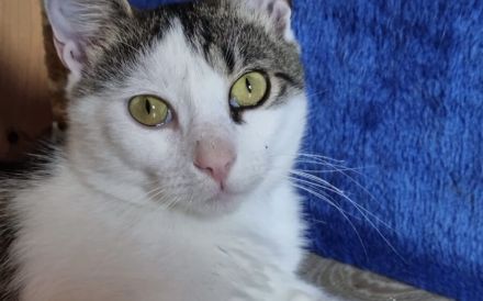 Ehemaliger Sorgenkater Nikita ist fit für den Umzug