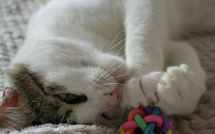 Ehemaliger Sorgenkater Nikita ist fit für den Umzug