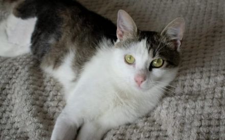 Ehemaliger Sorgenkater Nikita ist fit für den Umzug