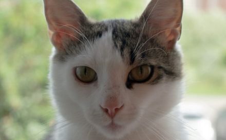 Ehemaliger Sorgenkater Nikita ist fit für den Umzug