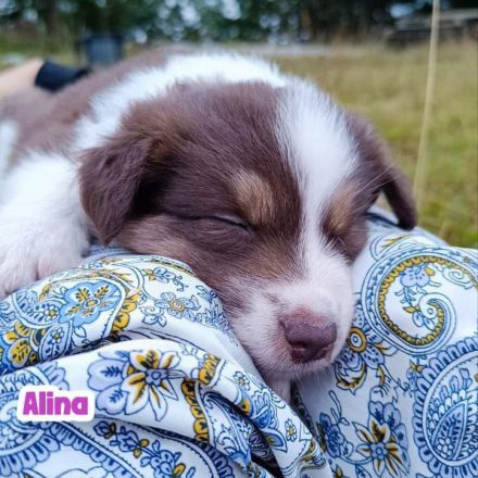 Border Collie Welpen mit Papieren - TRICOLOR