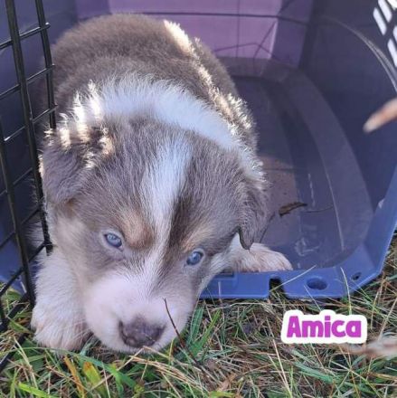 Border Collie Welpen mit Papieren - TRICOLOR