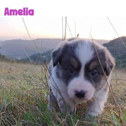 Border Collie Welpen mit Papieren - TRICOLOR