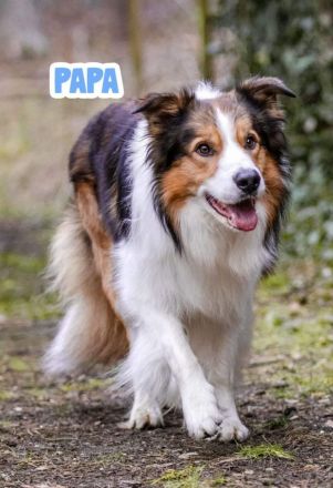 Border Collie Welpen mit Papieren - TRICOLOR