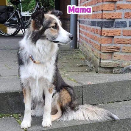 Border Collie Welpen mit Papieren - TRICOLOR