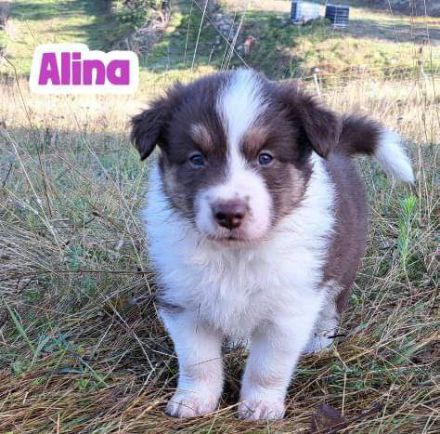 Border Collie Welpen mit Papieren - TRICOLOR