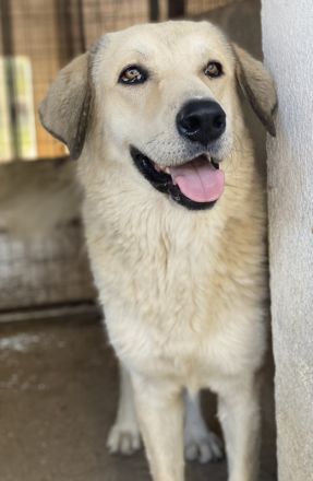 Lanea, geb. ca. 08/2023, lebt in GRIECHENLAND, im städt. Tierheim Serres