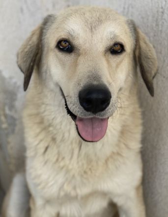 Lanea, geb. ca. 08/2023, lebt in GRIECHENLAND, im städt. Tierheim Serres