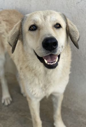 Lanea, geb. ca. 08/2023, lebt in GRIECHENLAND, im städt. Tierheim Serres