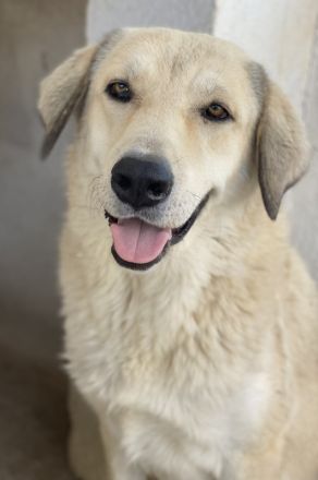 Lanea, geb. ca. 08/2023, lebt in GRIECHENLAND, im städt. Tierheim Serres