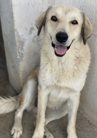 Lanea, geb. ca. 08/2023, lebt in GRIECHENLAND, im städt. Tierheim Serres