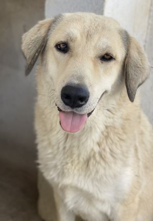 Lanea, geb. ca. 08/2023, lebt in GRIECHENLAND, im städt. Tierheim Serres