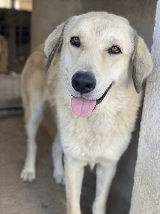 Lanea, geb. ca. 08/2023, lebt in GRIECHENLAND, im städt. Tierheim Serres