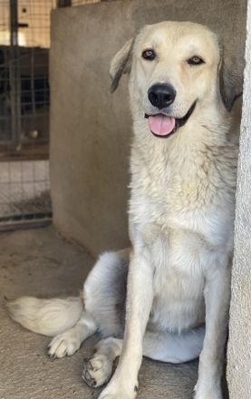 Lanea, geb. ca. 08/2023, lebt in GRIECHENLAND, im städt. Tierheim Serres