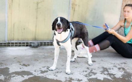 Reah wünscht sich ein Zuhause!