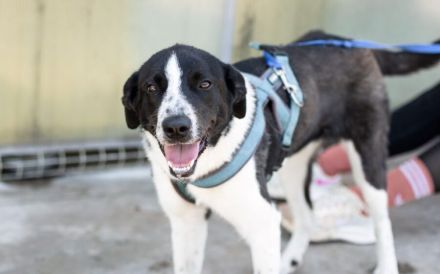 Reah wünscht sich ein Zuhause!