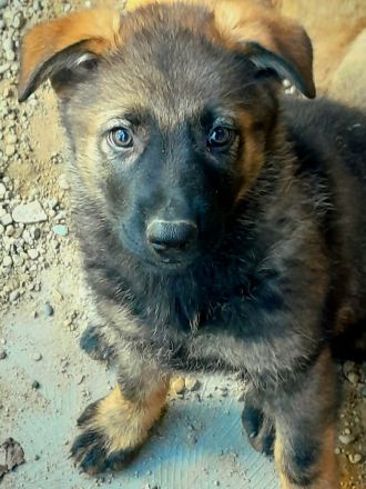 Wunderschöne, lebensfrohe Schäferhundwelpen mit geradem Rücken abzugeben