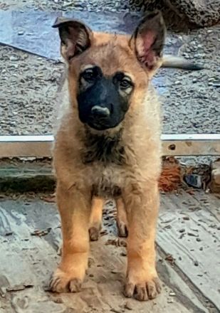 Wunderschöne, lebensfrohe Schäferhundwelpen mit geradem Rücken abzugeben
