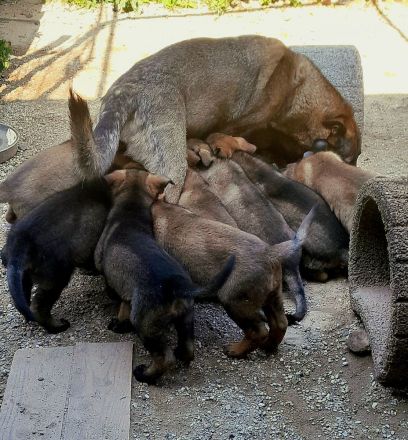 Wunderschöne, lebensfrohe Schäferhundwelpen mit geradem Rücken abzugeben