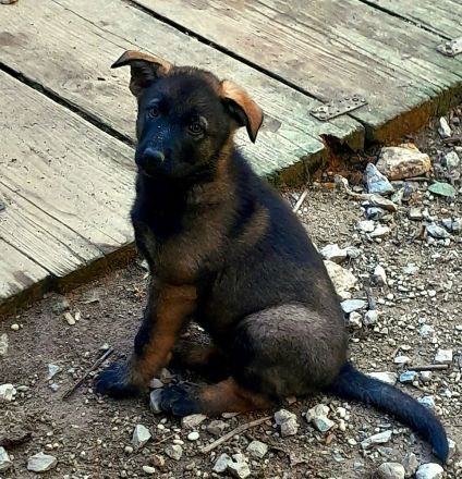 Wunderschöne, lebensfrohe Schäferhundwelpen mit geradem Rücken abzugeben