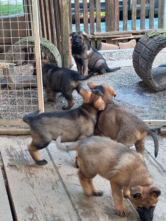 Wunderschöne, lebensfrohe Schäferhundwelpen mit geradem Rücken abzugeben